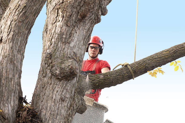 How Our Tree Care Process Works  in  Cordova, AK